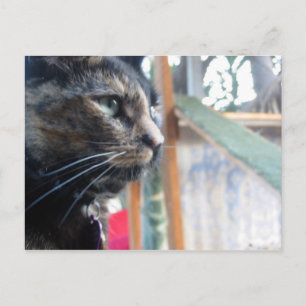 Gemini the Tortie Postcard