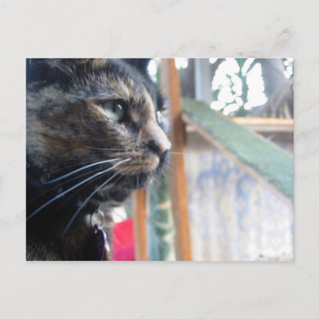 Gemini the Tortie Postcard (Front)