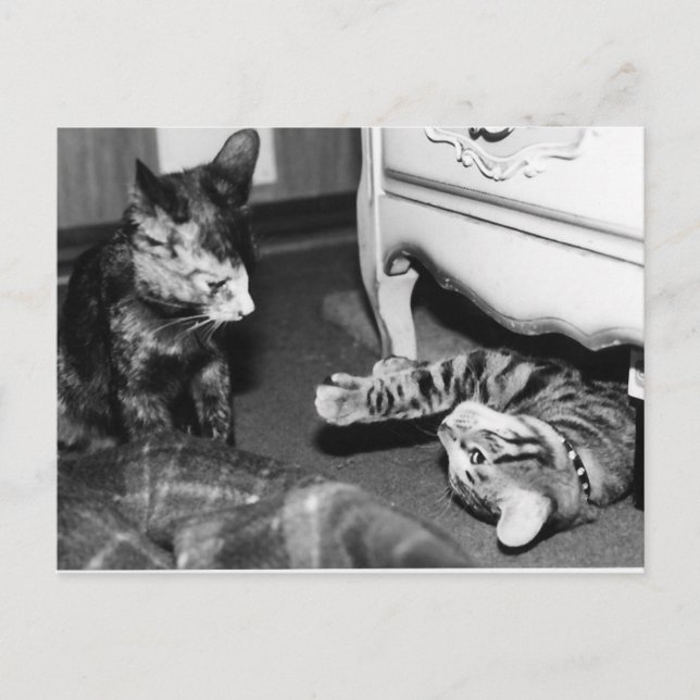 Gemini & Whisper Postcard (Front)