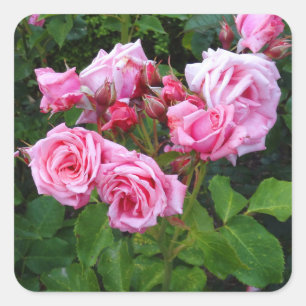 Gene Boerner Rose #3 Stickers