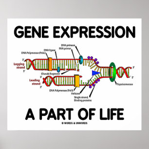 Gene Expression A Part Of Life (DNA Replication) Poster