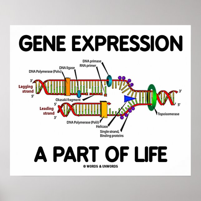 Gene Expression A Part Of Life (DNA Replication) Poster (Front)