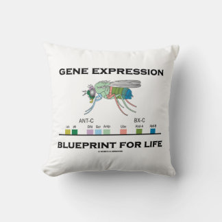 Gene Expression Blueprint For Life Homeobox Genes Cushion