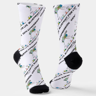 Gene Expression Blueprint For Life Homeobox Genes Socks