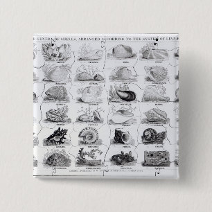 Genera of Shells jigsaw, pub. by W. Edwards 15 Cm Square Badge
