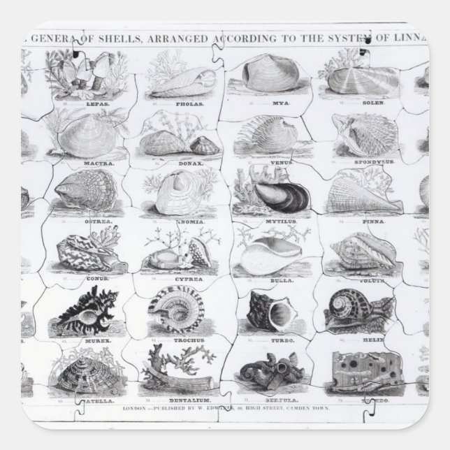 Genera of Shells jigsaw, pub. by W. Edwards Square Sticker (Front)
