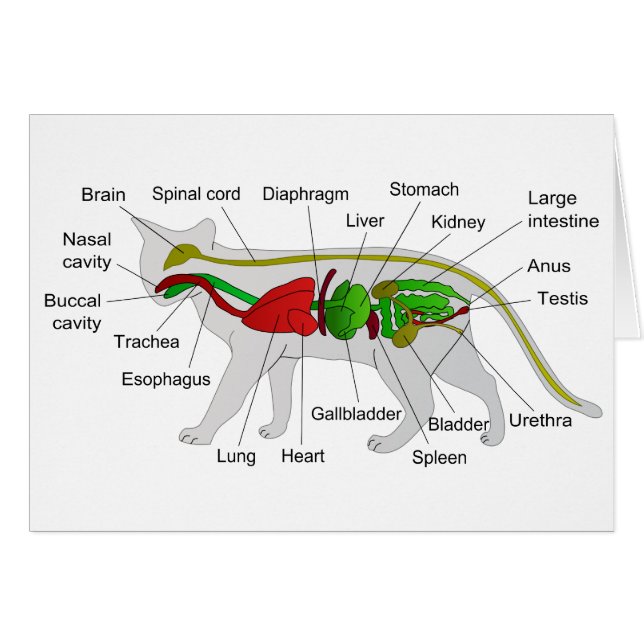 General Anatomy of a Cat Felis Silvestris Catus (Front Horizontal)