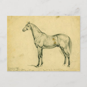 General Grant's War Horse Postcard