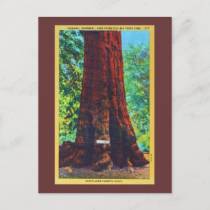 "General Sherman," 5000 Years Old, Big Trees Park Postcard
