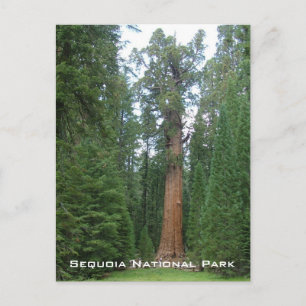 General Sherman Postcard
