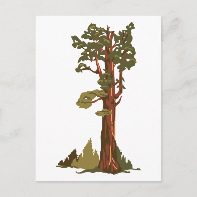 General Sherman Tree Postcard (Front)