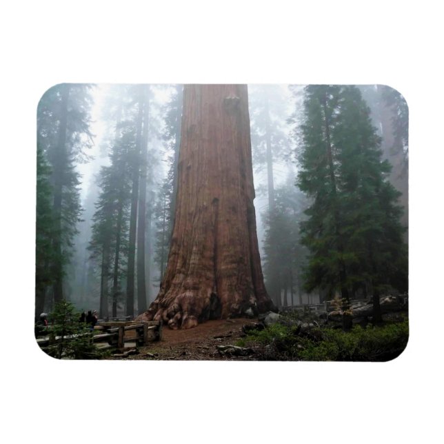 General Sherman Tree, Sequoia, CA Magnet (Horizontal)