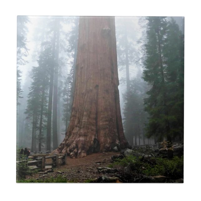 General Sherman Tree, Sequoia, CA Tile (Front)