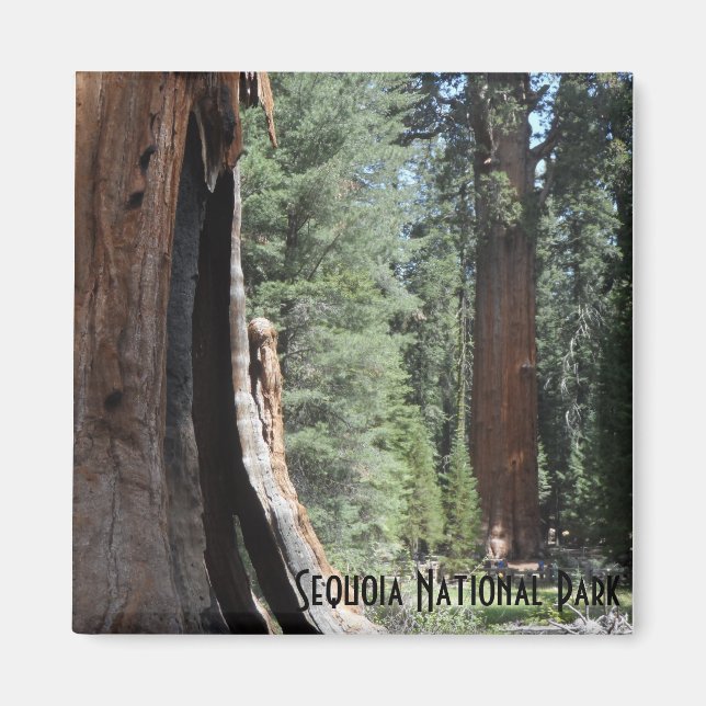 General Sherman Tree- Sequoia National Park Magnet (Front)