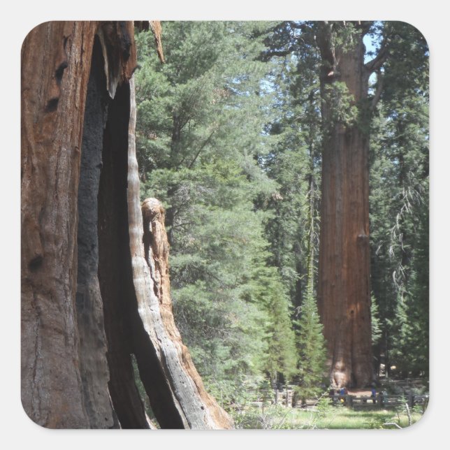 General Sherman Tree- Sequoia National Park Square Sticker (Front)