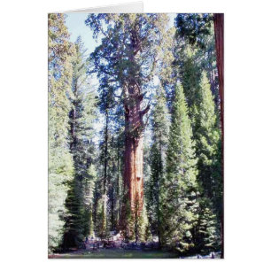 General Sherman Trees Forrests