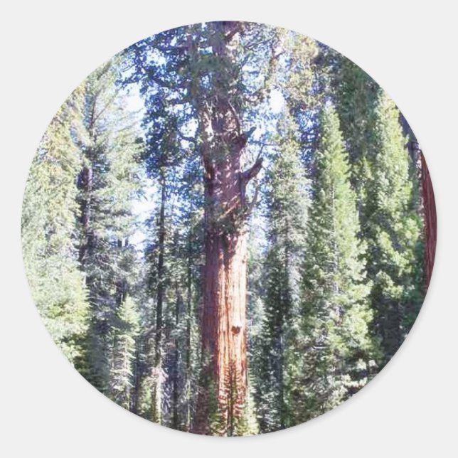 General Sherman Trees Forrests Classic Round Sticker (Front)