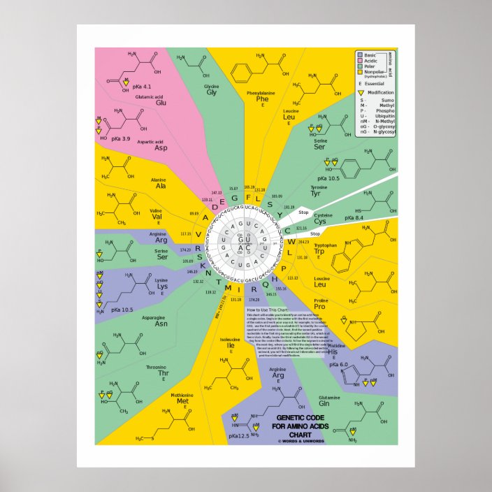 Code For Amino Acids (Chart Wheel) Poster Zazzle.co.uk