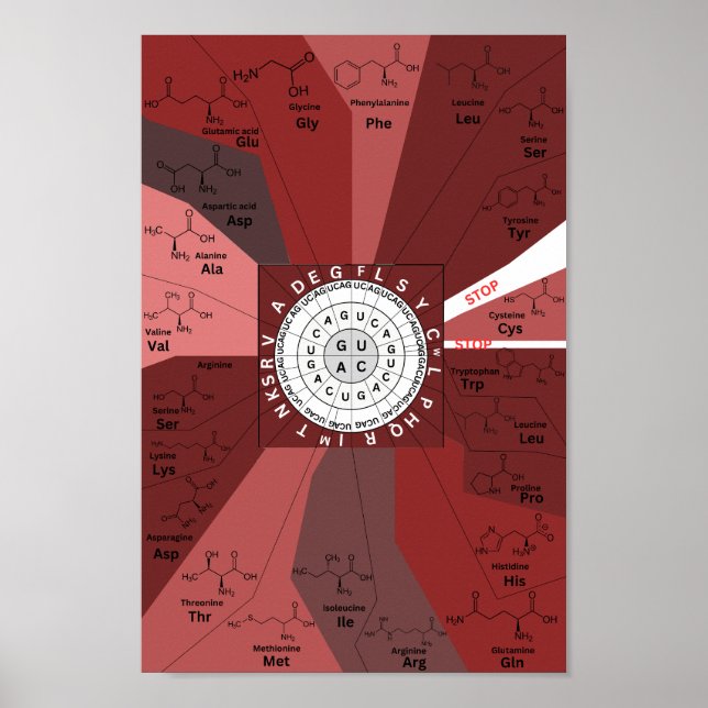 Genetic codon chart wheel of amino acids in brown (Front)