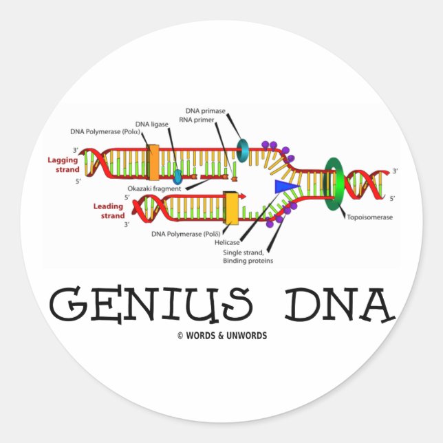Genius DNA (DNA Replication Humour) Classic Round Sticker (Front)