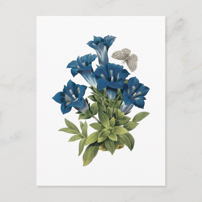 gentian(Gentianae acaulis) by Redouté Postcard (Front)