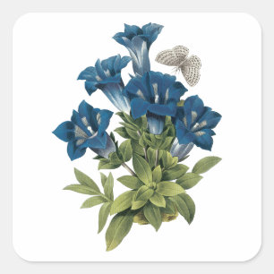 gentian(Gentianae acaulis) by Redouté Square Sticker