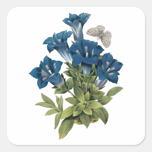 gentian(Gentianae acaulis) by Redouté Square Sticker (Front)