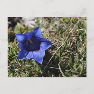 Gentian Postcard