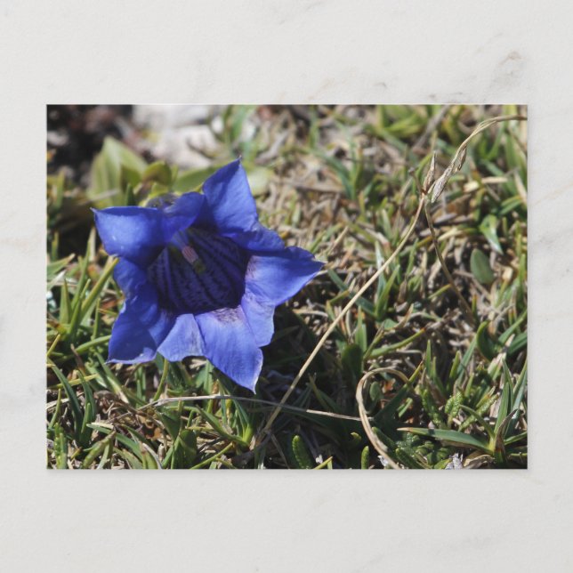 Gentian Postcard (Front)