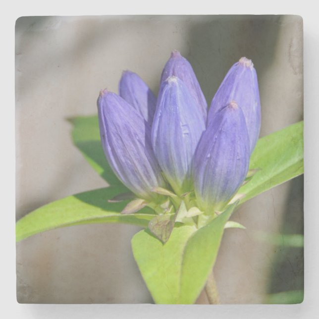 gentian stone coaster (Front)