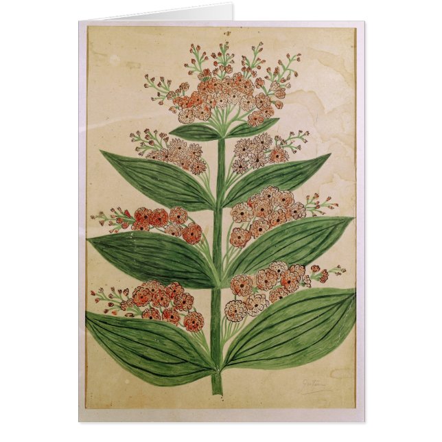 Gentian with imaginary flowers (Front)