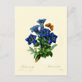 Gentiana aucalis postcard