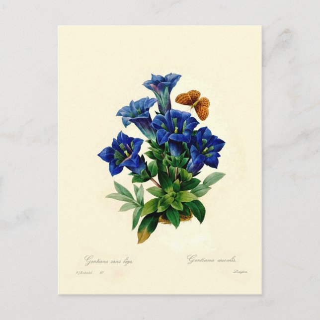 Gentiana aucalis postcard (Front)