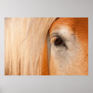 Gentle gaze - eye of a draught   horse poster