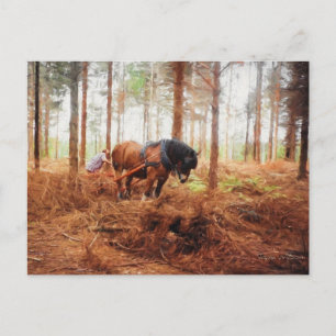 Gentle Giant - Draught Horse at Work in the Forest Postcard