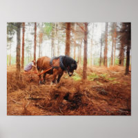 Gentle Giant - Draught   Horse at Work in the