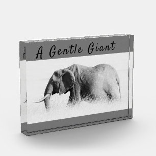 Gentle Giant Elephant high key photo with text Block