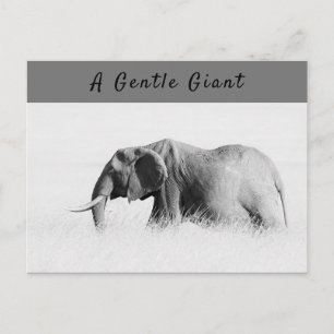 Gentle Giant Elephant high key photo with text Postcard