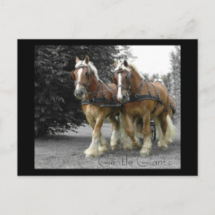 Gentle Giants postcard
