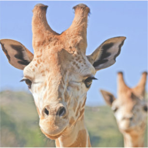 Gentle Giraffe Faces Close Up Against a Blue Sky