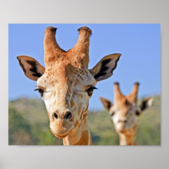 Gentle Giraffe Faces Close Up Against a Blue Sky Poster (Front)