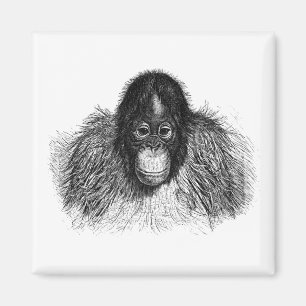Gentle Orangutan Black and White Ape Drawing Magnet