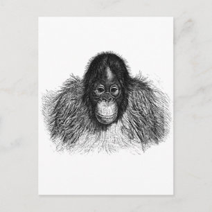 Gentle Orangutan Black and White Ape Drawing Postcard