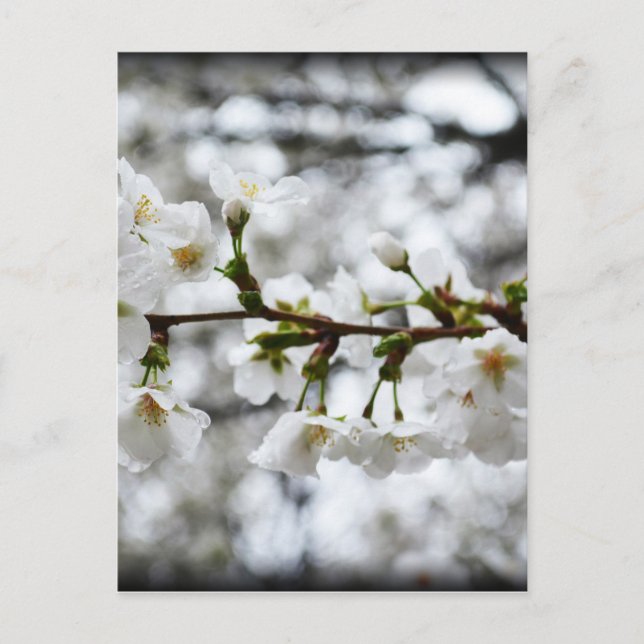 Gentle Purity Postcard (Front)