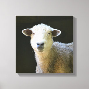 Gentle Sheep Canvas Print