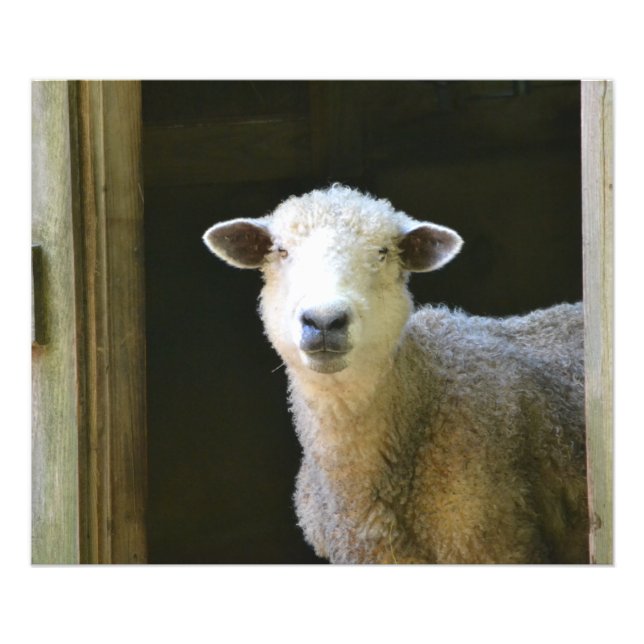 Gentle Sheep Photo Print (Front)