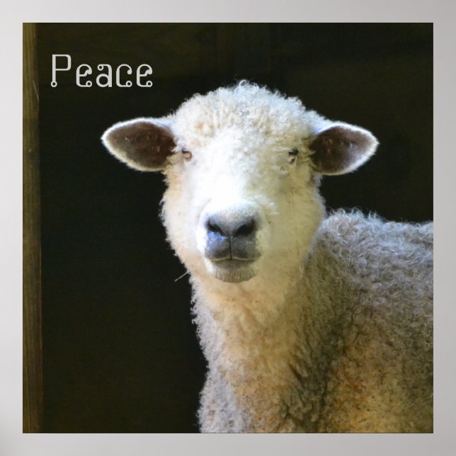 Gentle Sheep Poster (Front)