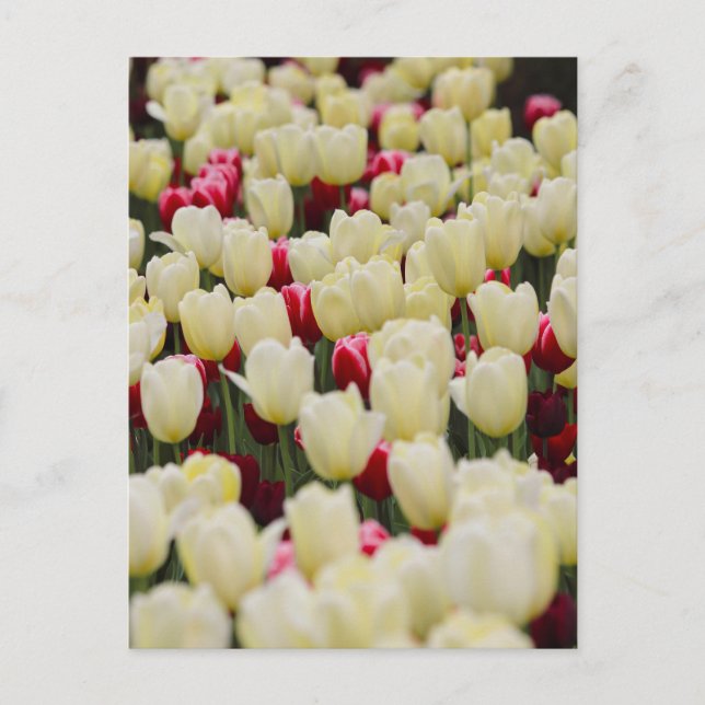 Gentle Spring Flowers Postcard (Front)