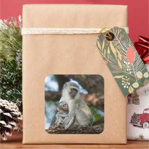 Gentle Vervet Monkey Moment Square Sticker