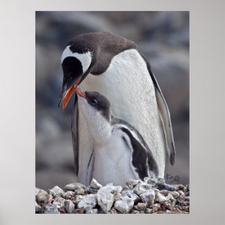 Gentoo and Chick Print